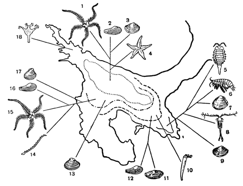 Рисунок 215. Кольцеобразное распределение донных животных в Белом море: 2, 12, 16 — Leda pernula; 1, 15 — Ophiocantha bidentata; 3, 9 — Portlandia arctica; 4 — Asterias; 5 — Mesidotheaentomon; 6 — Pontoporeia affinis; 7 — Macoma baltica; 8 — Limnocalanus macrurus; 10 — Pectmaria hyperborea; 11 — Joldia hyperborea; 13 — Astarte borealis; 14 — Maldane sarsi; 17— Astarta montagui; 18 — Lucemaria.