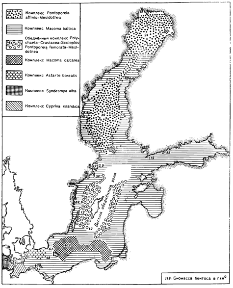Рисунок 237. Донные биоценозы Балтийского моря.