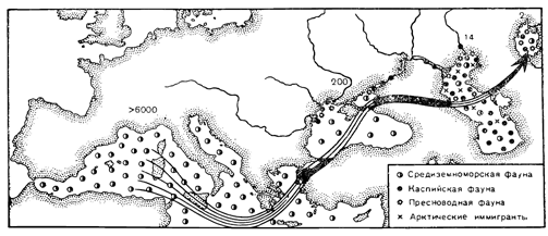 Рисунок 240. Качественное обилие средиземноморской фауны и её обеднение с проникновением на восток. Числами показано общее количество видов животных, стрелкой — путь проникновения средиземноморской фауны на восток.