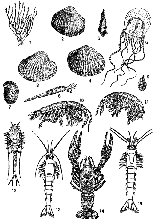 Рисунок 243. Различные представители каспийской автохтонной фауны: 1 — кордилофора; 2 — монодакна; 3 — дидакна; 4 — адакна; 5 — микромелания; 6 — каспионема; 7 — теодоксус; 8 — гипания; 9 — дрейссензия; 10 — корофиум; 11 — понтогаммарус; 12 — псевдокума; 13 — мезомизис; 14 — речной рак; 15 — парамизис.