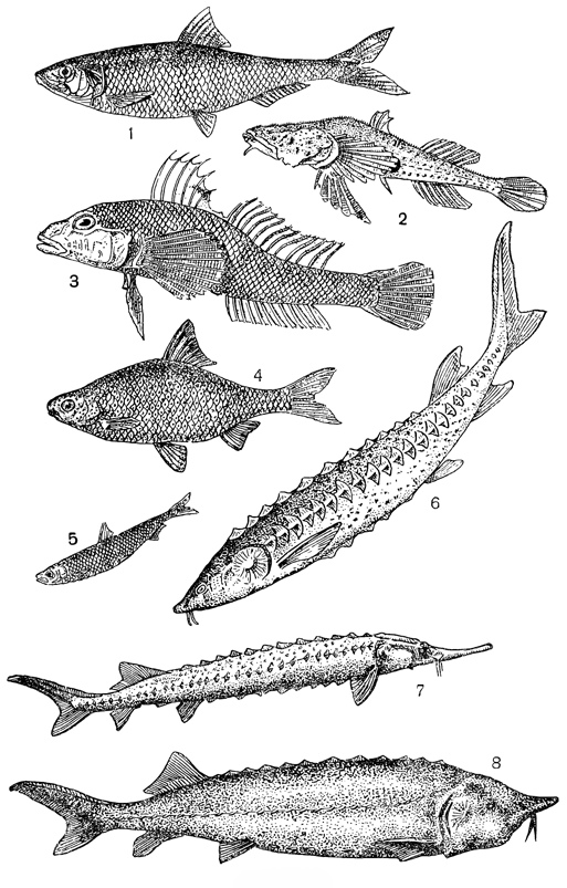 Рисунок 244. Рыбы: 1 — каспиалоэа; 2 — бентофилус; 3 — гобиус; 4 — вобла; 5 — килька; 6 — осётр; 7 — севрюга; 8 — белуга.