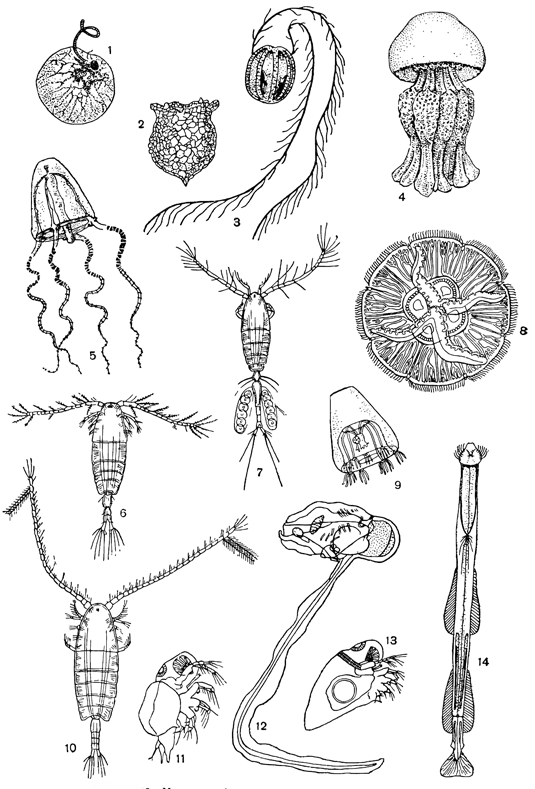 Рисунок 248. Массовые формы черноморского зоопланктона: 1 — ночесветка; 2 — тинтиннопсис; 3 — плевробрахия; 4 — пилема; 5 — сарсия; 6 — акартия; 7 — ойтона; 8 — аурелия; 9 — раткея; 10 — калянус; 11 — подон; 12 — ойкоплевра; 13 — эвадне; 14 — сагитта.