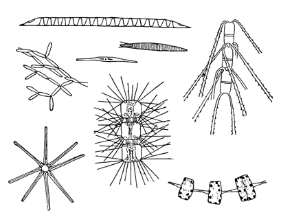 Рисунок 25. Разные морские диатомовые