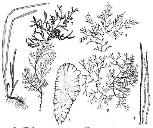 Рисунок 252. Зостера и разные водоросли Чёрного моря (по Морозовой); 1 — зостера; 2 — филлофора; 3 — цистозира; 4 — полисифония; 5 — ульва; 6 — церамиум; 7 — хетоморфа.