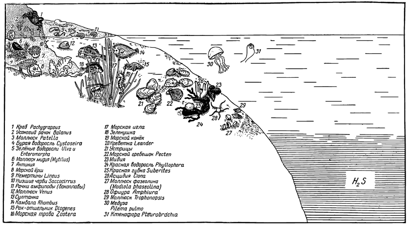 Рисунок 253. Вертикальная зональность фауны Чёрного моря (по Зернову)