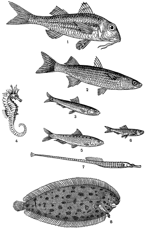 Рисунок 258. Разные рыбы Чёрного моря: 1 — барабуля; 2 — кефаль; 3 — хамса; 4 — морской конёк; 5 — сардина; 6 — Шпрот; 7 — морская игла; 8 — камбала «морской язык».