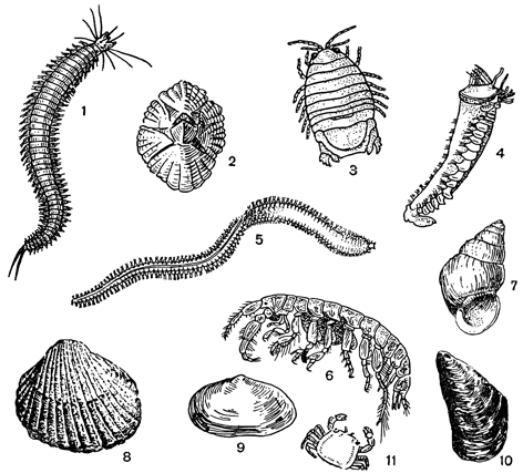 Рисунок 260. Средиземноморские формы в фауне Азовского моря: 1 — нереис; 2 — баланус; 3 — сферома; 4 — пектинария; 5 — нефтис; 6 — корофиум; 7—гидробия; 8 — кардиум; 9 — синдесмия; 10 — митилястер; 11 — брахинотус.