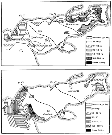 Рисунок 261. Зоны Таганрогского залива, заселённые средиземноморской (слева) и реликтовой (справа) фаунами, и слабо населённая зона между ними (по Болтовскому). Внизу для дрейссены и кардиума, вверху для монодакы и синдесмии.