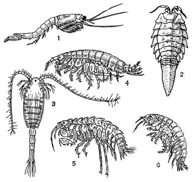 Рисунок 268. Арктические вселенцы в Каспийское море: 1 — мизис; 2 — мезидотея; 3 — лимнокалянус; 4 — понтопорейя; 5 — гаммаракантус; 6 — псевдалибротус.