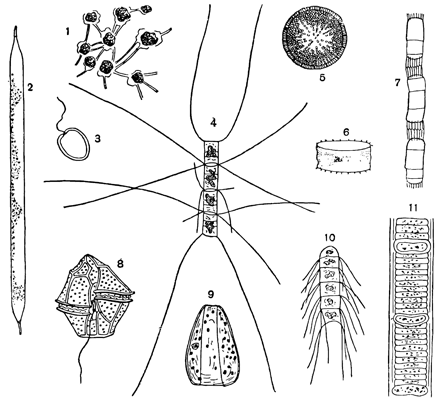 Рисунок 269. Массовые формы каспийского планктона: 1 — ботриококкус; 2 — ризосоления; 3 — экзувиелла; 4, 10 — хетоцерос; 5 — актиноциклюс; 6, 9 — косцинодискус; 7 — скелетонема; 8 — гониаулакс; 11 — нодулярия.