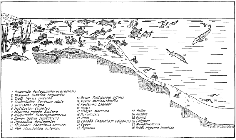 Рисунок 271. Зональное распределение массовых форм каспийской фауны.