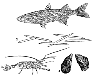 Рисунок 274. Новые вселенцы в Каспий: 1 — кефаль; 2 — ризосоления; 3 — леандер; 4 — митилястер.