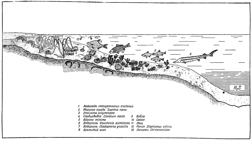 Рисунок 278. Зональное распределение аральской фауны.