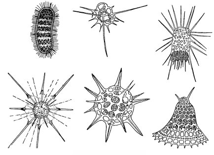 Рисунок 29. Радиолярии