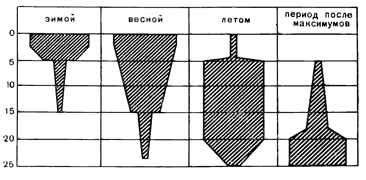 Рисунок 291. Вертикальное распределение фитопланктона Японского моря (по Гайлу).