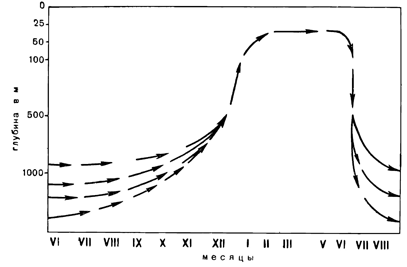 Рисунок 294. Сезонные миграции глубоководного калянуса в Японском море (по Бродскому).