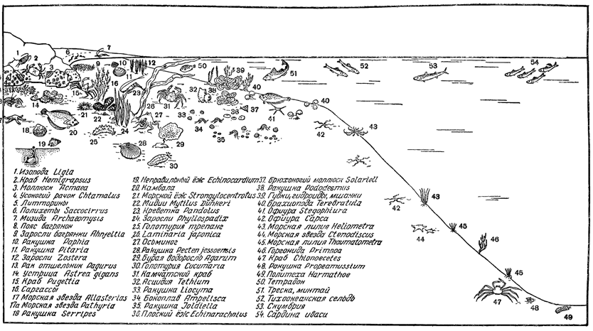 Рисунок 298. Зональное распределение донной фауны Японского моря.