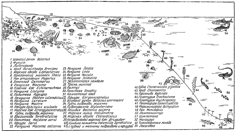 Рисунок 299. Зональное распределение донной фауны Охотского моря.