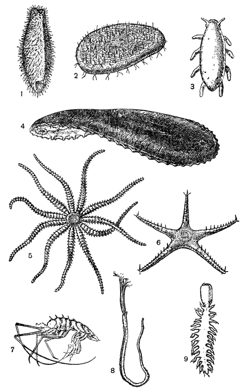 Рисунок 303. Глубоководные беспозвоночные: 1 — морской ёж; 2 — мягкий морской ёж; 3 — голотурия эльпидия; 4 — голотурия пелспатидес; 5 — морская звезда бризингида; 6 — морская звезда стиракастер; 7 — равноногий рак, 8 — погонофора; 9 — морской червь.