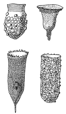 Рисунок 32. Домики разных морских инфузорий. Tintinnoidea.