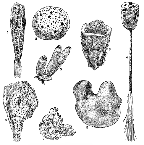 Рисунок 33. Морские губки: 1 — стеклянная губка; 2 — туалетная губка; 3 — губка «турецкая шапка»; 4 — глубоководная губка Hyalonema; 5 — сикон; 6 — миксилла; 7 — халихондрия, 8 — геодия.