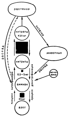Рисунок 51. Схема круговорота органического вещества в море.