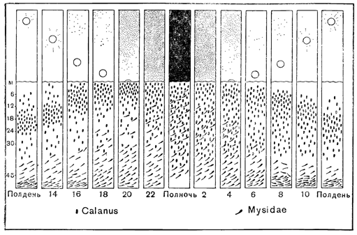 Рисунок 54. Суточные вертикальные миграции планктона в море.