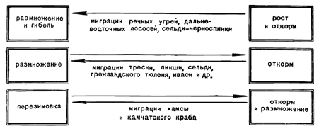 Рисунок 58. Схема разных типов горизонтальных миграций морских животных.