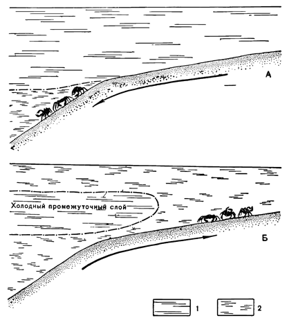 Рисунок 63. Миграция камчатского краба: А — распределение краба зимой, Б — летом. 1 — холодные воды; 2 — тёплые воды. Стрелками указана откочёвка крабов от берега зимой и летний выход к берегу.)