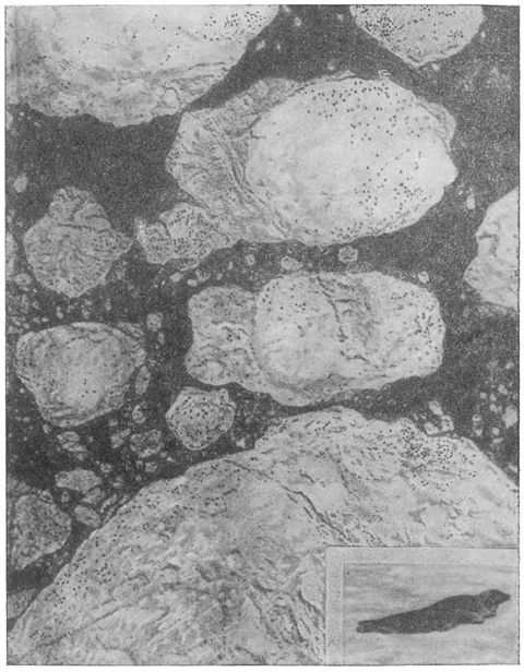 Рисунок 65. Гренландские тюлени на льдинах. (Вид с самолёта.)