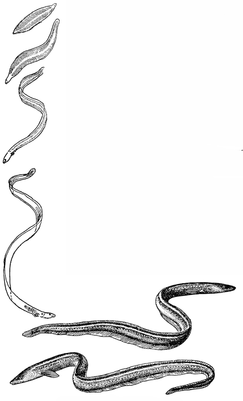 Рисунок 67. Речные угри и их личинки.