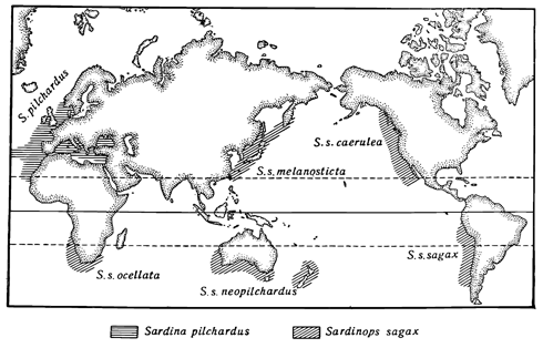 Рисунок 71. Биполярное распространение разных видов сардины (по А. Световидову).