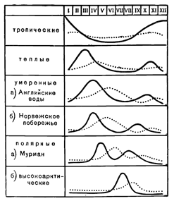 Рисунок 74. Сезонный ход развития планктона на разных широтах океана (по Богорову). Сплошная линия — фитопланктон, пунктир — зоопланктон.