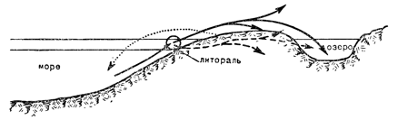 Рисунок 78. Пути формирования сухопутной и пресноводной фаун из морской.