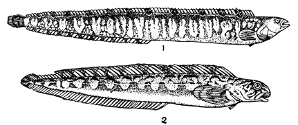 Рисунок 80. Рыбки литорали — маслюк (1) и бельдюга (2).