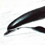 Афалина (Tursiops truncatus Montagu, 1821)