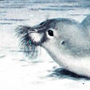 Морской заяц, или лахтак (Erignatus barbatus Erxleben, 1777)