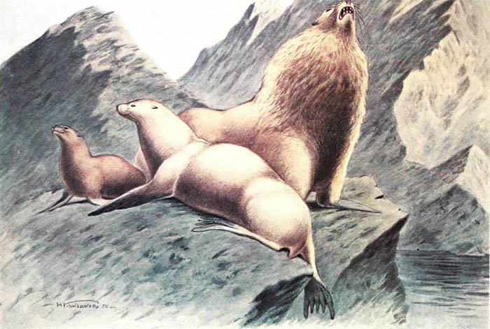 Сивучи: самец и самка. Сивучи: самец и самка.