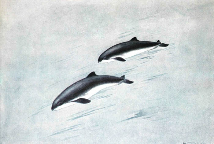 Обыкновенная морская свинья. Обыкновенная морская свинья.