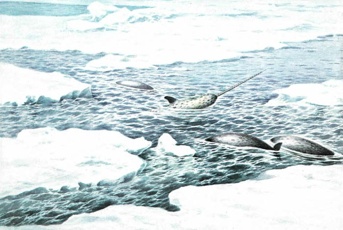 Нарвалы в море. Нарвалы в море.
