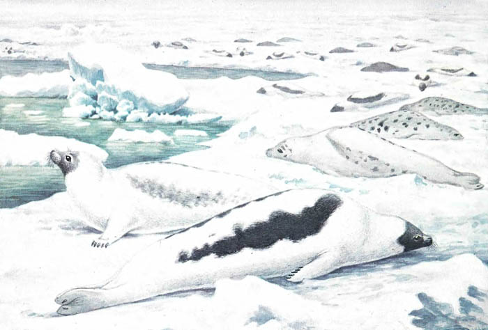 Гренландский тюлень (самец, самка и детёныш — серка). Гренландский тюлень (самец, самка и детёныш — серка).