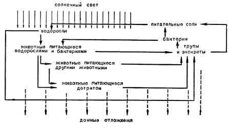 Пищевые связи в пелагиали. Рисунок 103. Пищевые связи в пелагиали.