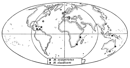 Распространение асцидий Microcosmus. Рисунок 125. Распространение асцидий Microcosmus.