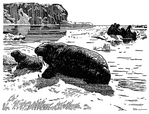 Лежбище моржей. Рисунок 217. Лежбище моржей.