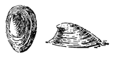 Брюхоногий моллюск Ancylus fluviatilis. Рисунок 226. Брюхоногий моллюск Ancylus fluviatilis.