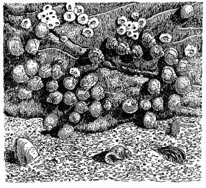 Брюхоногий моллюск Littorina littorea. Рисунок 227. Брюхоногий моллюск Littorina littorea.