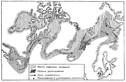 Ареал гренландского тюленя. Рисунок 228. Ареал гренландского тюленя.