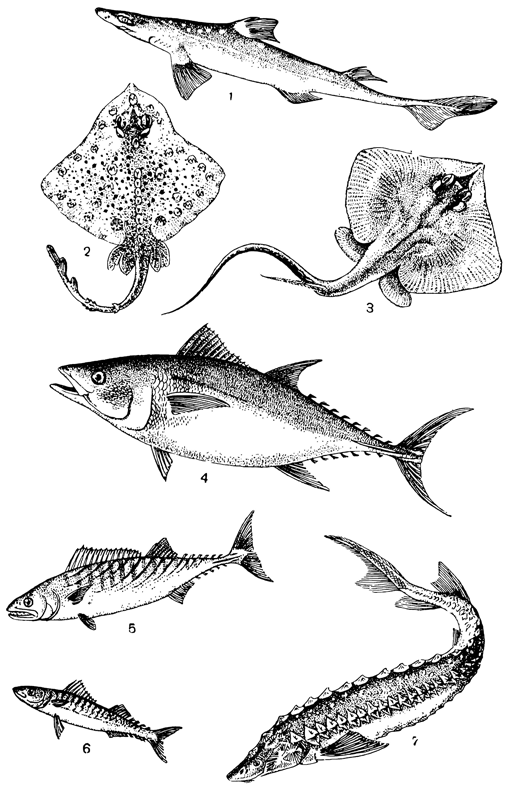 Разные рыбы Чёрного моря: 1 — колючая акула; 2 — морская лисица; 3 — морской кот; 4 — тунец; 5 — пеламида; 6 — скумбрия; 7 — осётр. Рисунок 257. Разные рыбы Чёрного моря: 1 — колючая акула; 2 — морская лисица; 3 — морской кот; 4 — тунец; 5 — пеламида; 6 — скумбрия; 7 — осётр.