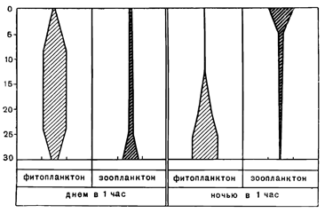 Суточные изменения в распределении планктона Японского моря (по Гайлу). Рисунок 292. Суточные изменения в распределении планктона Японского моря (по Гайлу).