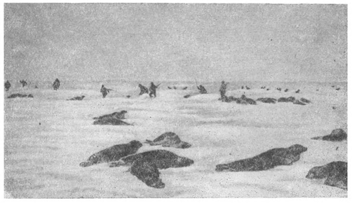 Гренландские тюлени на льду. Рисунок 64. Гренландские тюлени на льду.